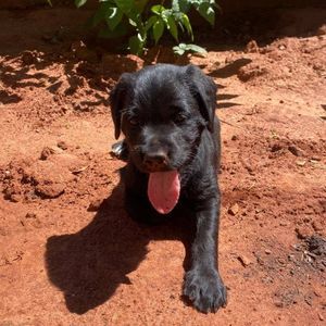 Meet your Posher, Bennie